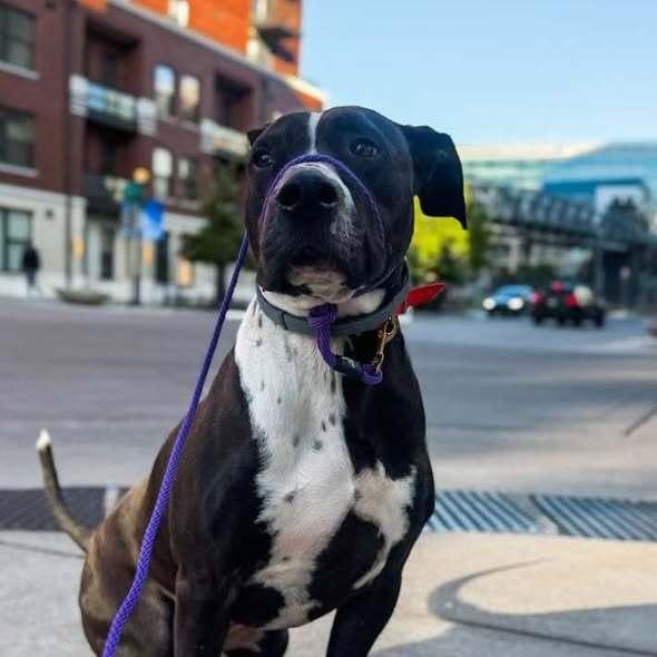 Enlarge Jordan, a Adoptable mixed breed in Indianapolis, IN image 4/4