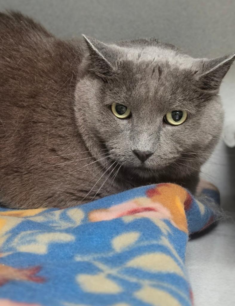 Enlarge Big Boy, a Adoptable mixed breed in Bloomington, IN image 1/2