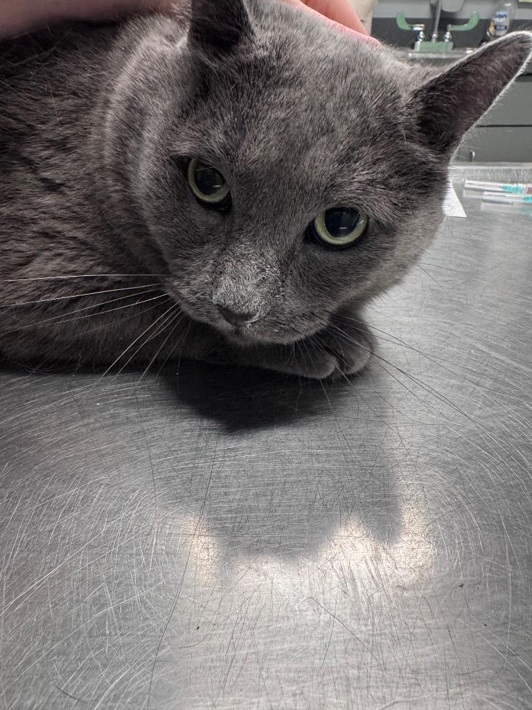 Enlarge Big Boy, a Adoptable mixed breed in Bloomington, IN image 2/2