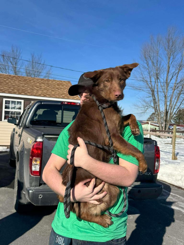 Wiley, Adoptable, Young Male Collie & Retriever.