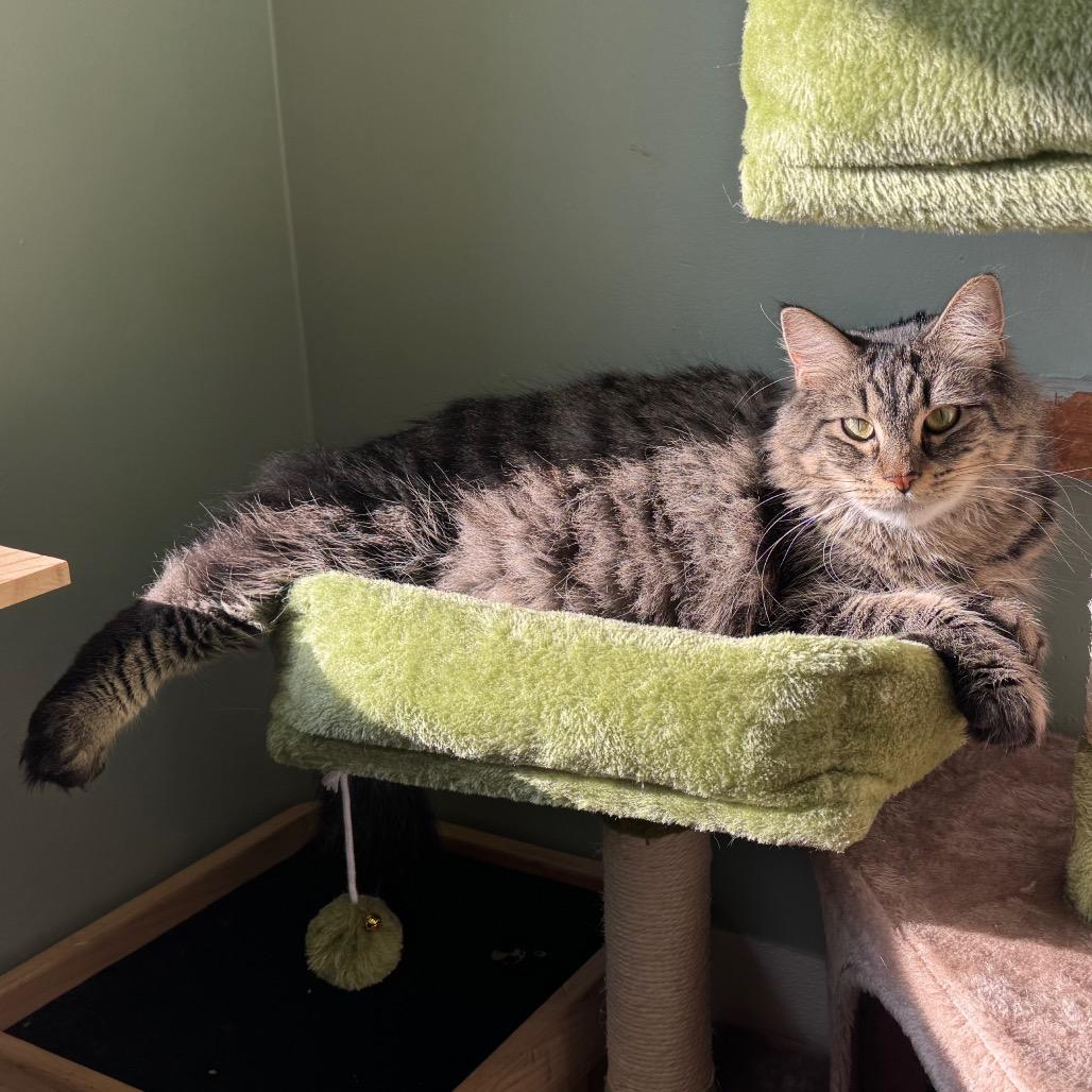 Enlarge Macaroni, a Adoptable Domestic Medium Hair in Easton, PA image 1/6