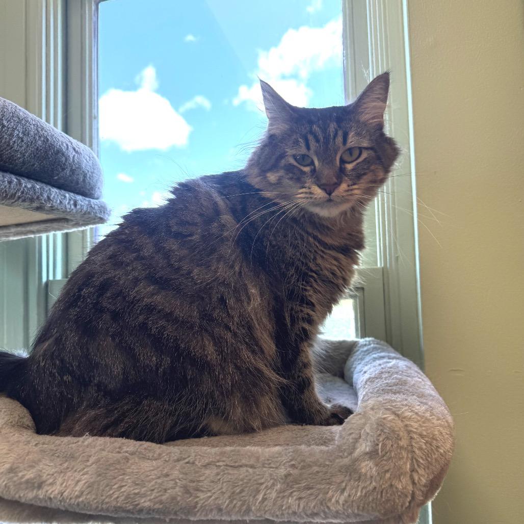 Enlarge Macaroni, a Adoptable Domestic Medium Hair in Easton, PA image 2/6