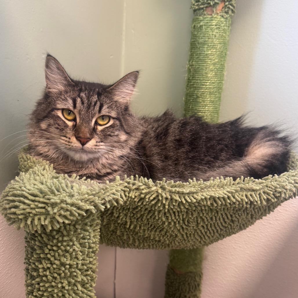Enlarge Macaroni, a Adoptable Domestic Medium Hair in Easton, PA image 3/6