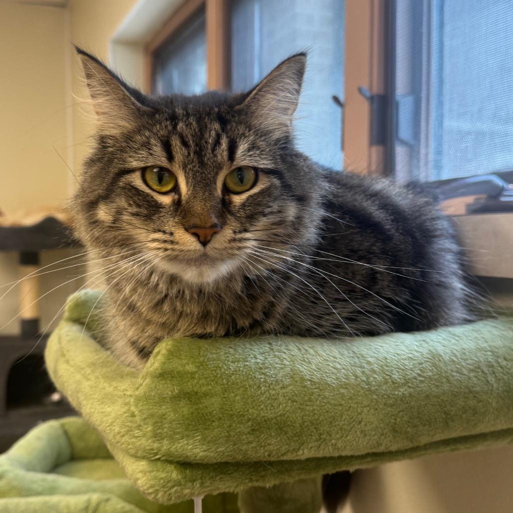 Enlarge Macaroni, a Adoptable Domestic Medium Hair in Easton, PA image 4/6