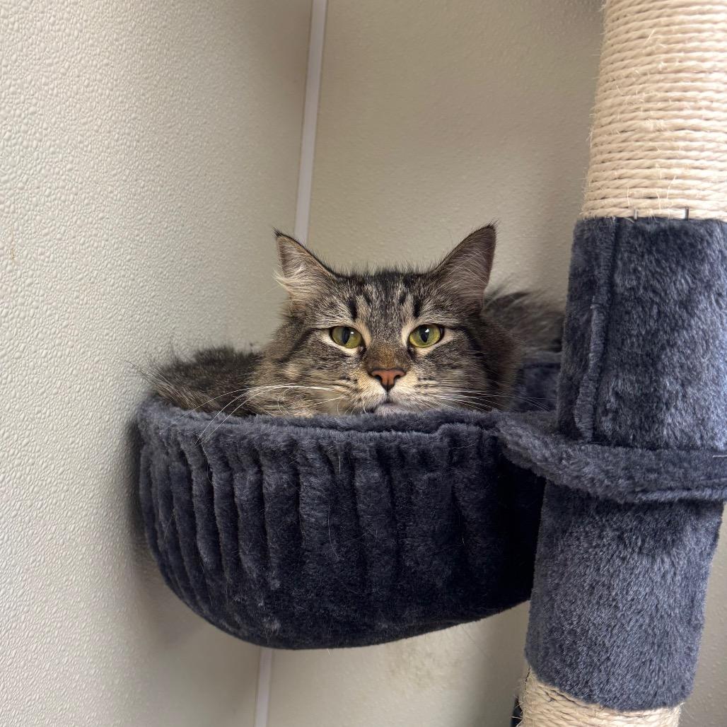 Enlarge Macaroni, a Adoptable Domestic Medium Hair in Easton, PA image 5/6