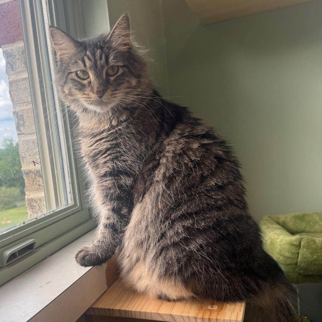 Enlarge Macaroni, a Adoptable Domestic Medium Hair in Easton, PA image 6/6