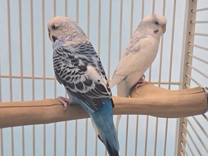 Carl, Adoptable, Adult Male Parakeet (Other).