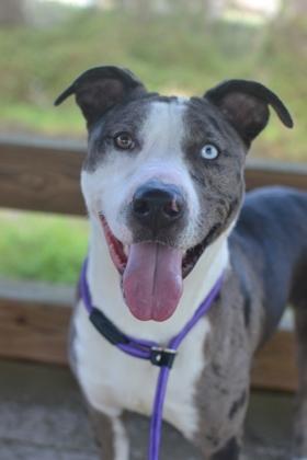 Enlarge Antwon (Underdog in Foster), a Adoptable mixed breed in New Orleans, LA image 1/3