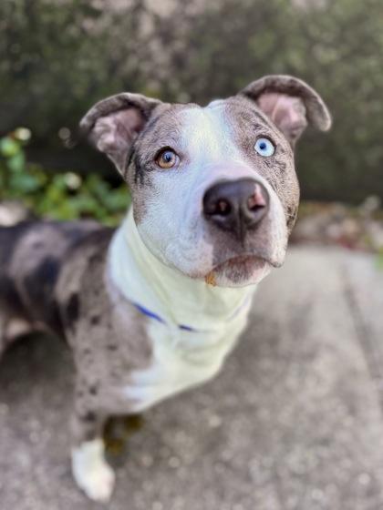 Enlarge Antwon (Underdog in Foster), a Adoptable mixed breed in New Orleans, LA image 2/3