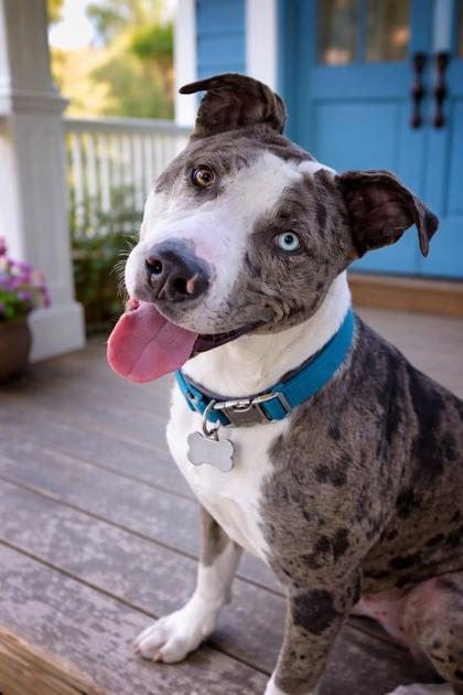 Enlarge Antwon (Underdog in Foster), a Adoptable mixed breed in New Orleans, LA image 3/3