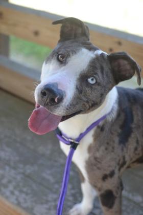 Enlarge Antwon (Underdog in Foster), a Adoptable mixed breed in New Orleans, LA image 3/3