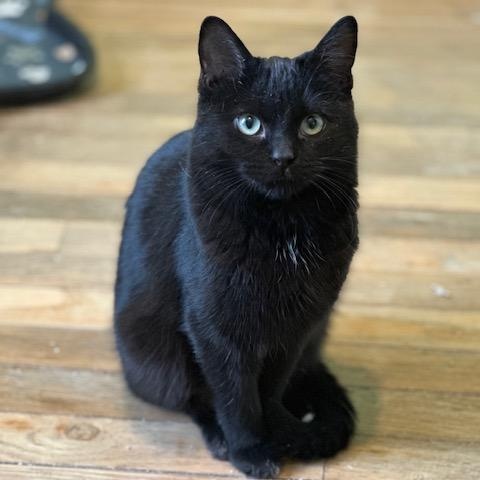 Ike, adopted, Young Male Domestic Short Hair.