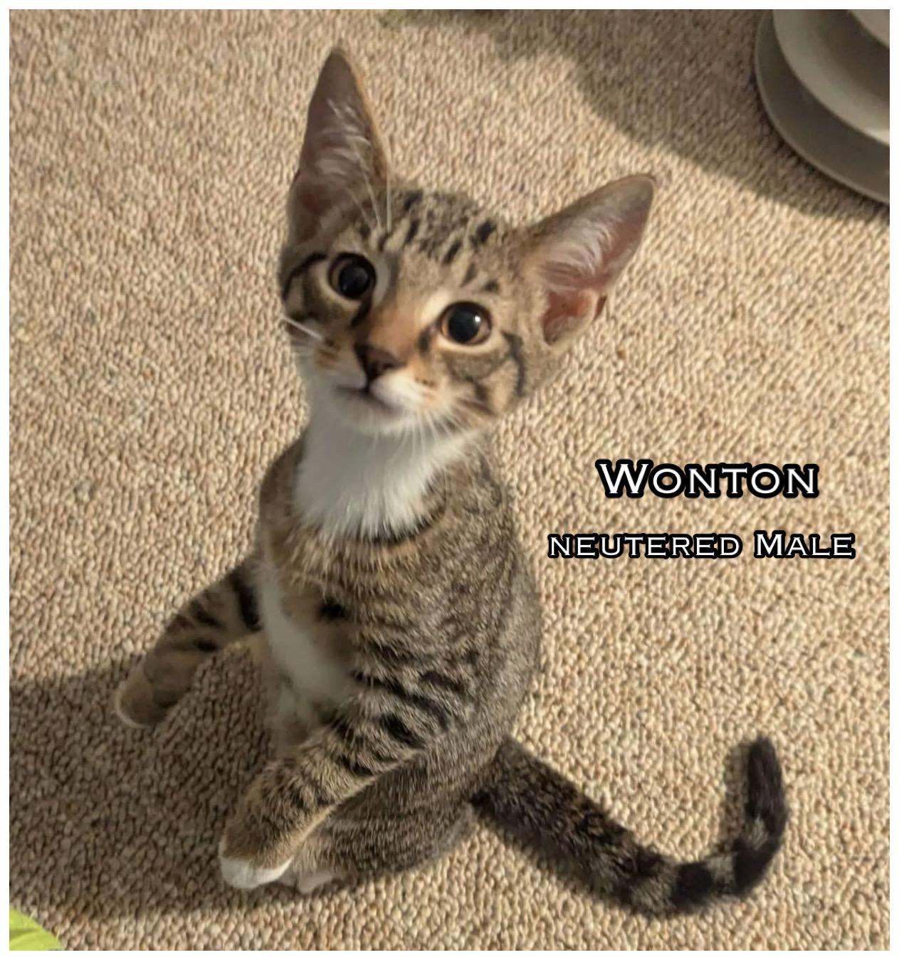 Wonton