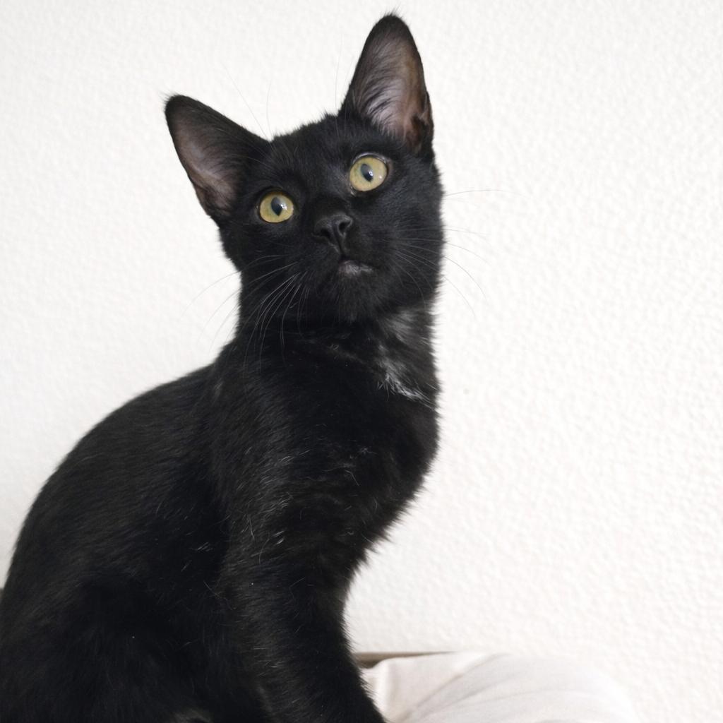 Murphy Woods-JS, Adoptable, Kitten Male Domestic Short Hair.