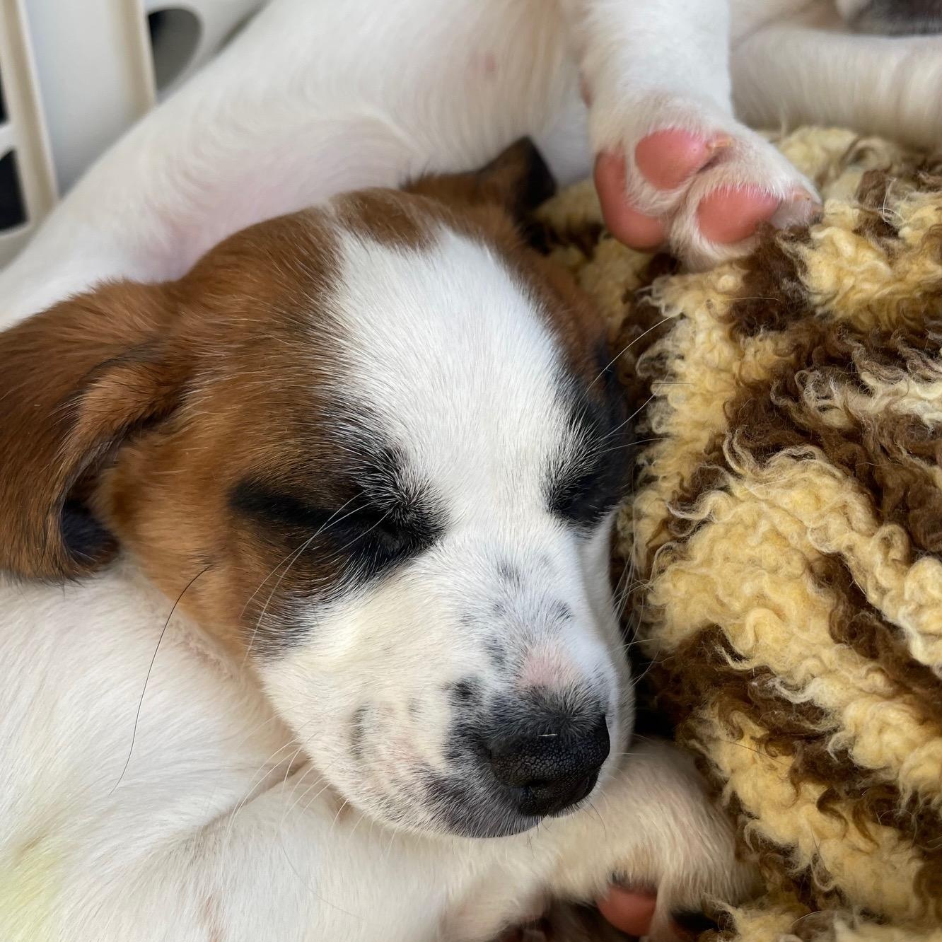 Pumpkin Patches , an adopted mixed breed in Richmond, VA image 5/5