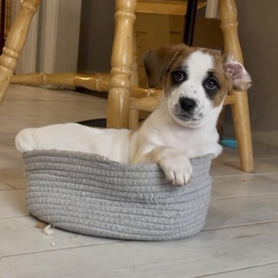 Pumpkin Patches , adopted, Puppy Male Beagle.