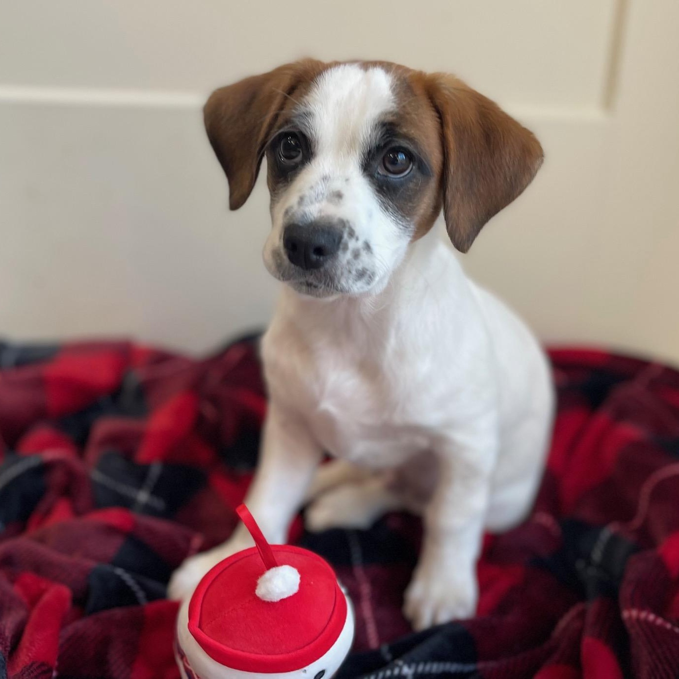 Pumpkin Patches , an adopted mixed breed in Richmond, VA image 4/5
