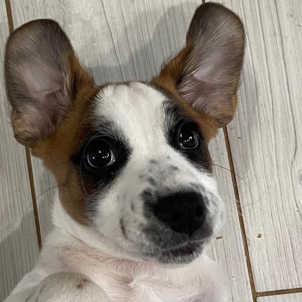 Pumpkin Patches , an adopted mixed breed in Richmond, VA image 2/5