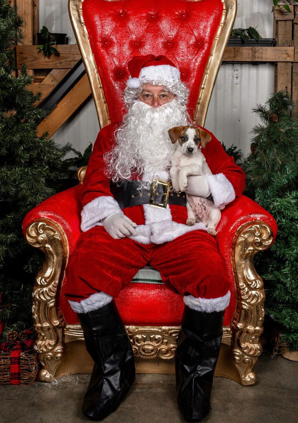 Pumpkin Patches , an adopted mixed breed in Richmond, VA image 3/5