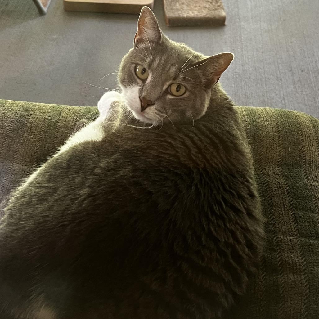 Enlarge Opurrah Whisker, a Adoptable Domestic Short Hair in Brighton, MO image 1/5