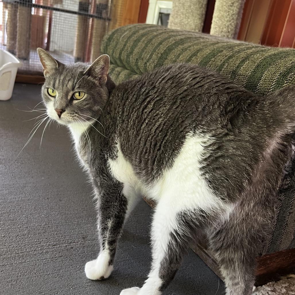 Enlarge Opurrah Whisker, a Adoptable Domestic Short Hair in Brighton, MO image 2/5