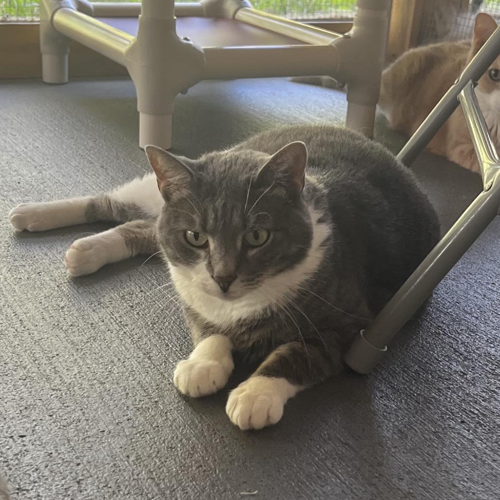 Enlarge Opurrah Whisker, a Adoptable Domestic Short Hair in Brighton, MO image 3/5