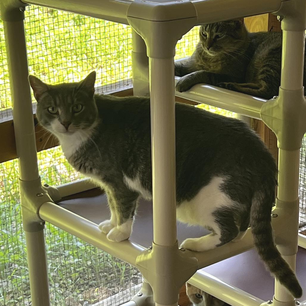 Enlarge Opurrah Whisker, a Adoptable Domestic Short Hair in Brighton, MO image 4/5