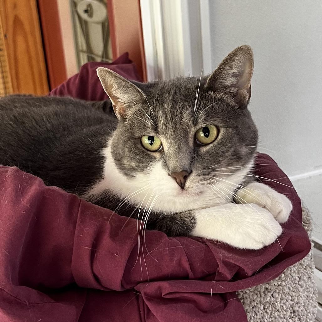 Enlarge Opurrah Whisker, a Adoptable Domestic Short Hair in Brighton, MO image 5/5