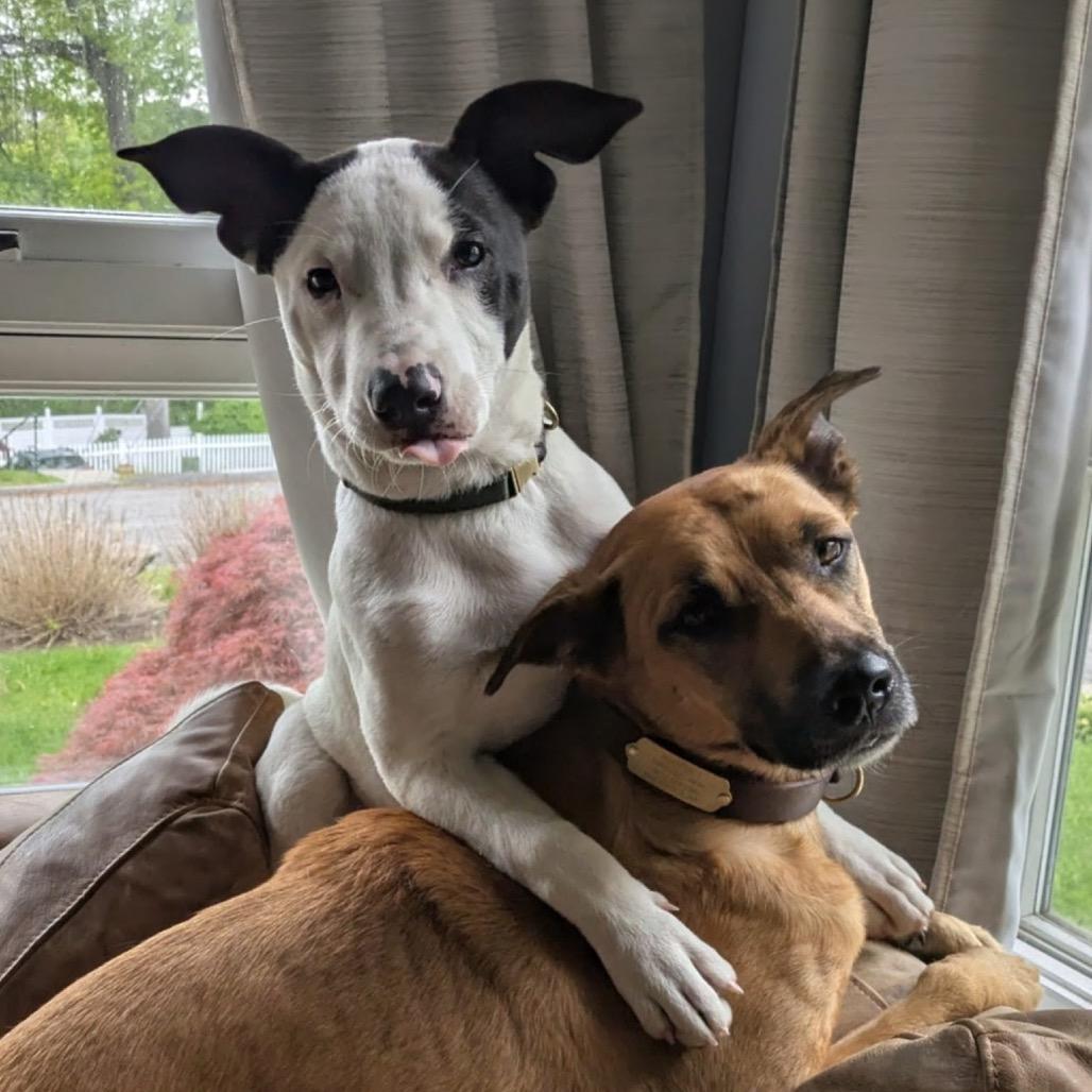 NY Rupert (Foster in Brewster NY), Adoptable, Young Male Terrier.