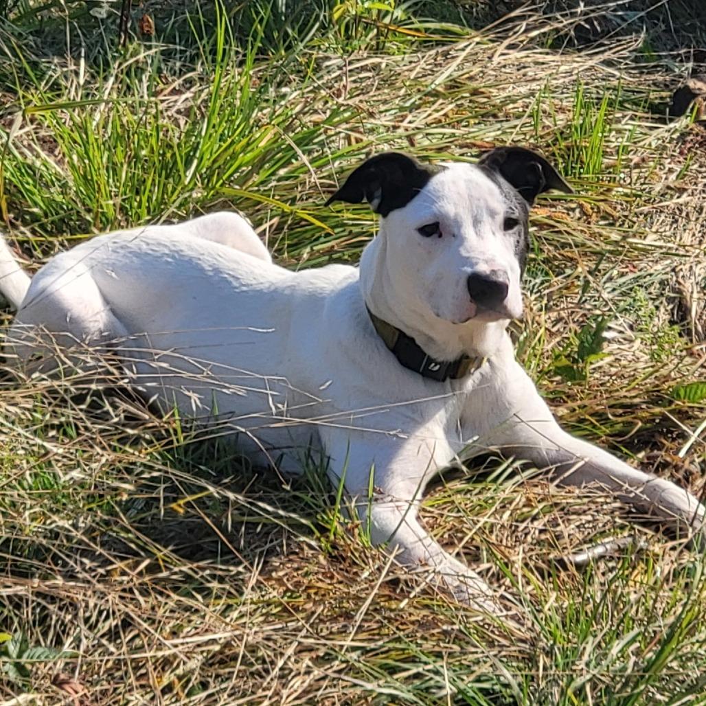 Enlarge NY Rupert (Foster in Brewster NY), a Adoptable Terrier in Eastford, CT image 2/6