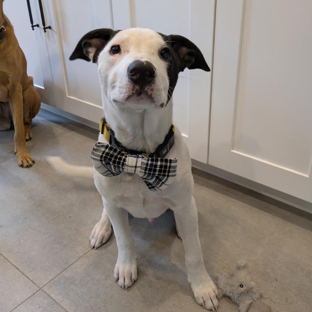 Enlarge NY Rupert (Foster in Brewster NY), a Adoptable Terrier in Eastford, CT image 4/6
