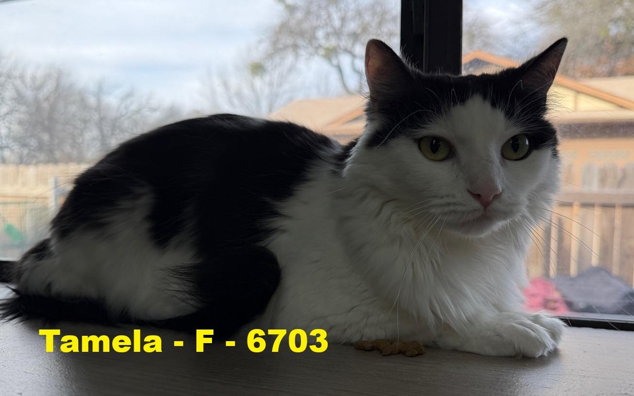 Tamela, ADOPTABLE, Adult Female Domestic Long Hair.