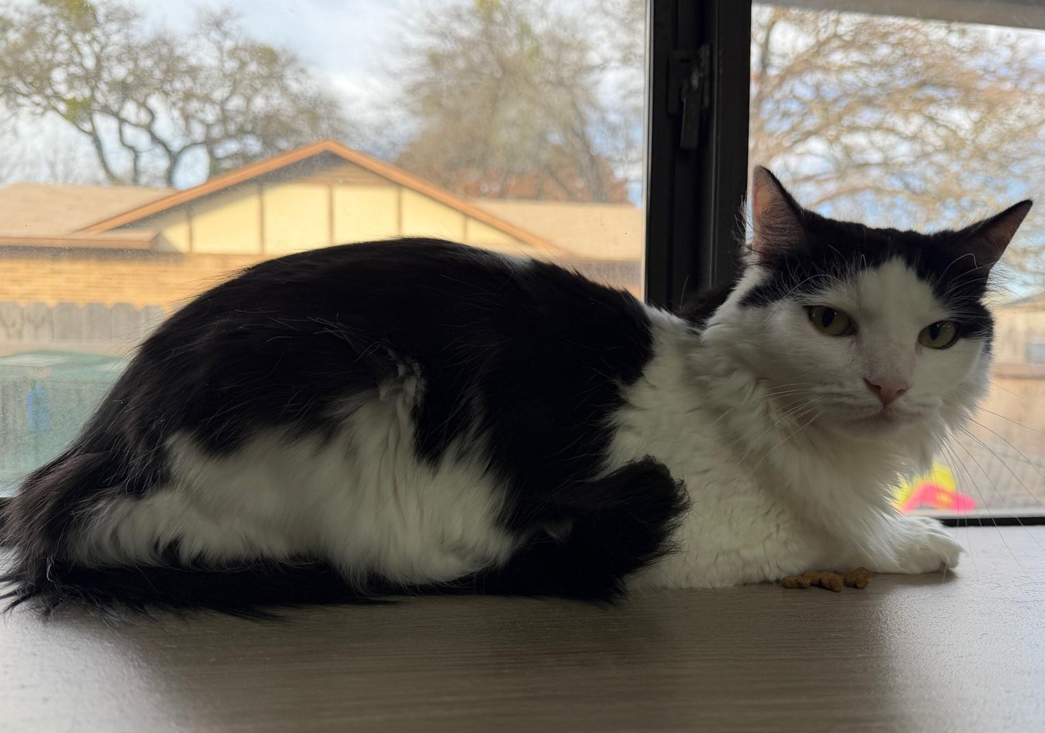 Tamela, a ADOPTABLE Domestic Long Hair in Weatherford, TX image 2/2