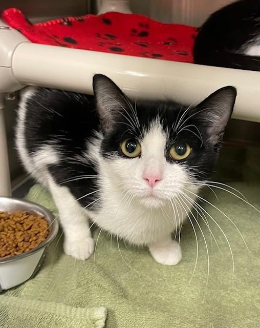 Enlarge Tiara, a ADOPTABLE Domestic Short Hair in Prudenville, MI image 1/1