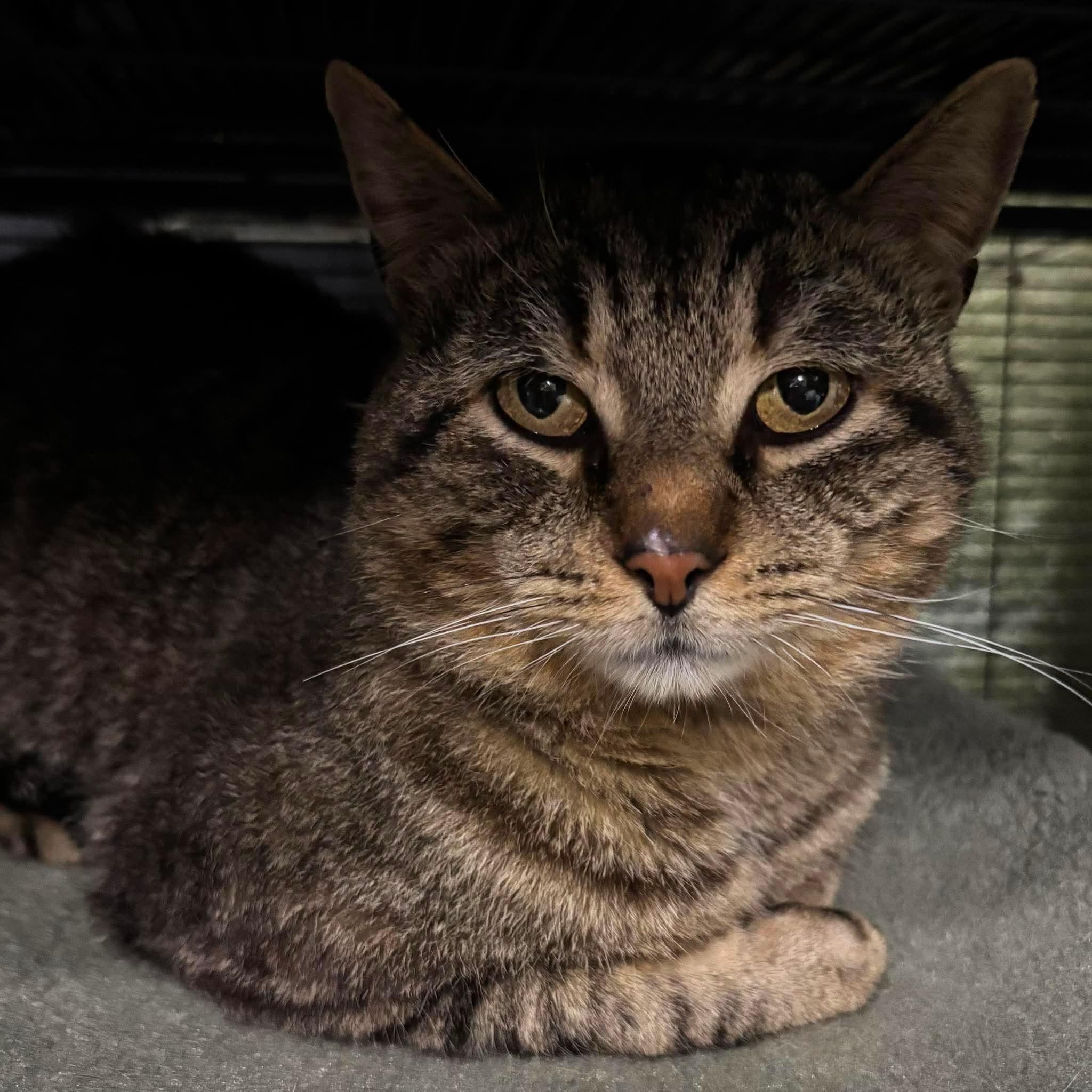 ROGER, a Adoptable Domestic Short Hair in Tillsonburg, ON image 2/5