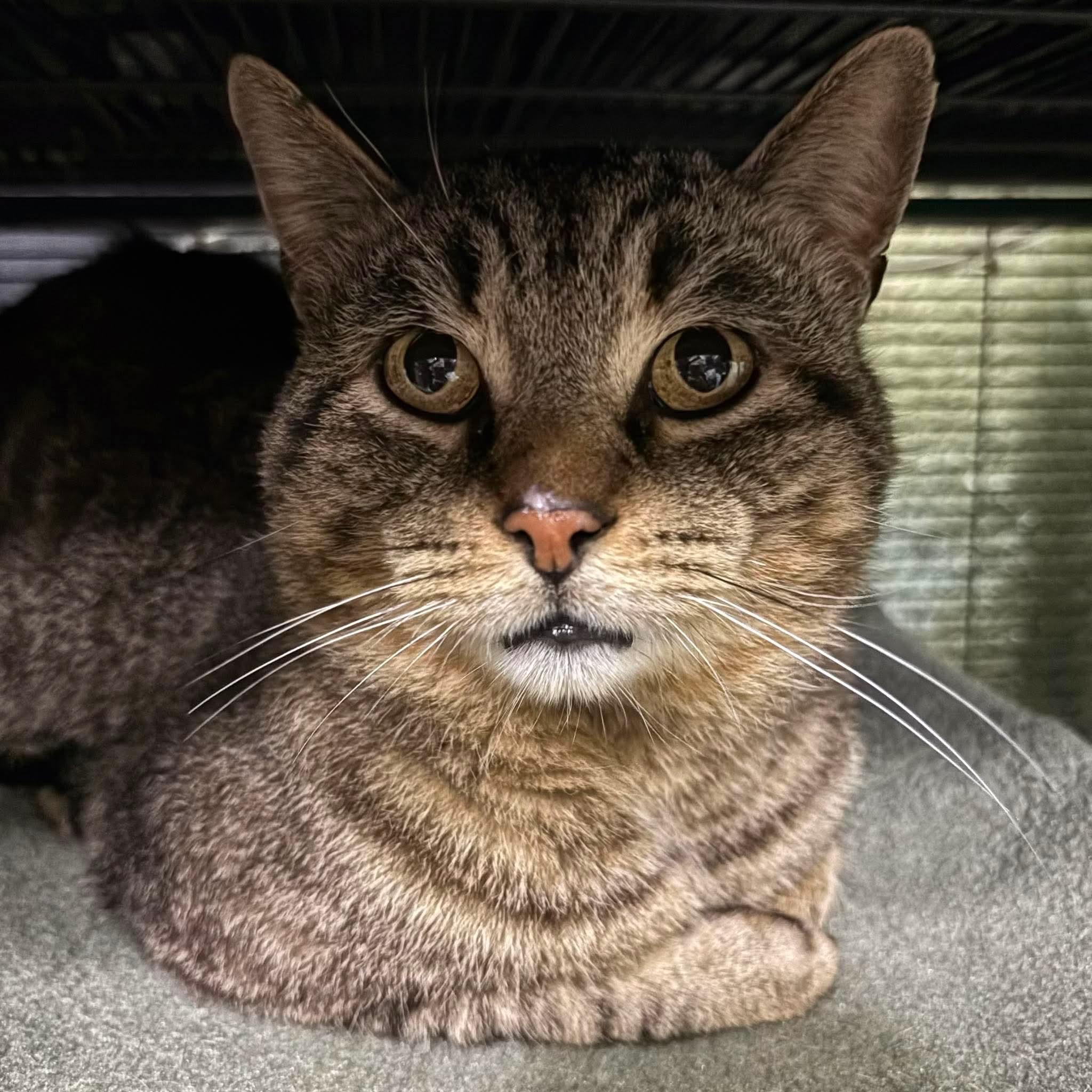 ROGER, a Adoptable Domestic Short Hair in Tillsonburg, ON image 4/5