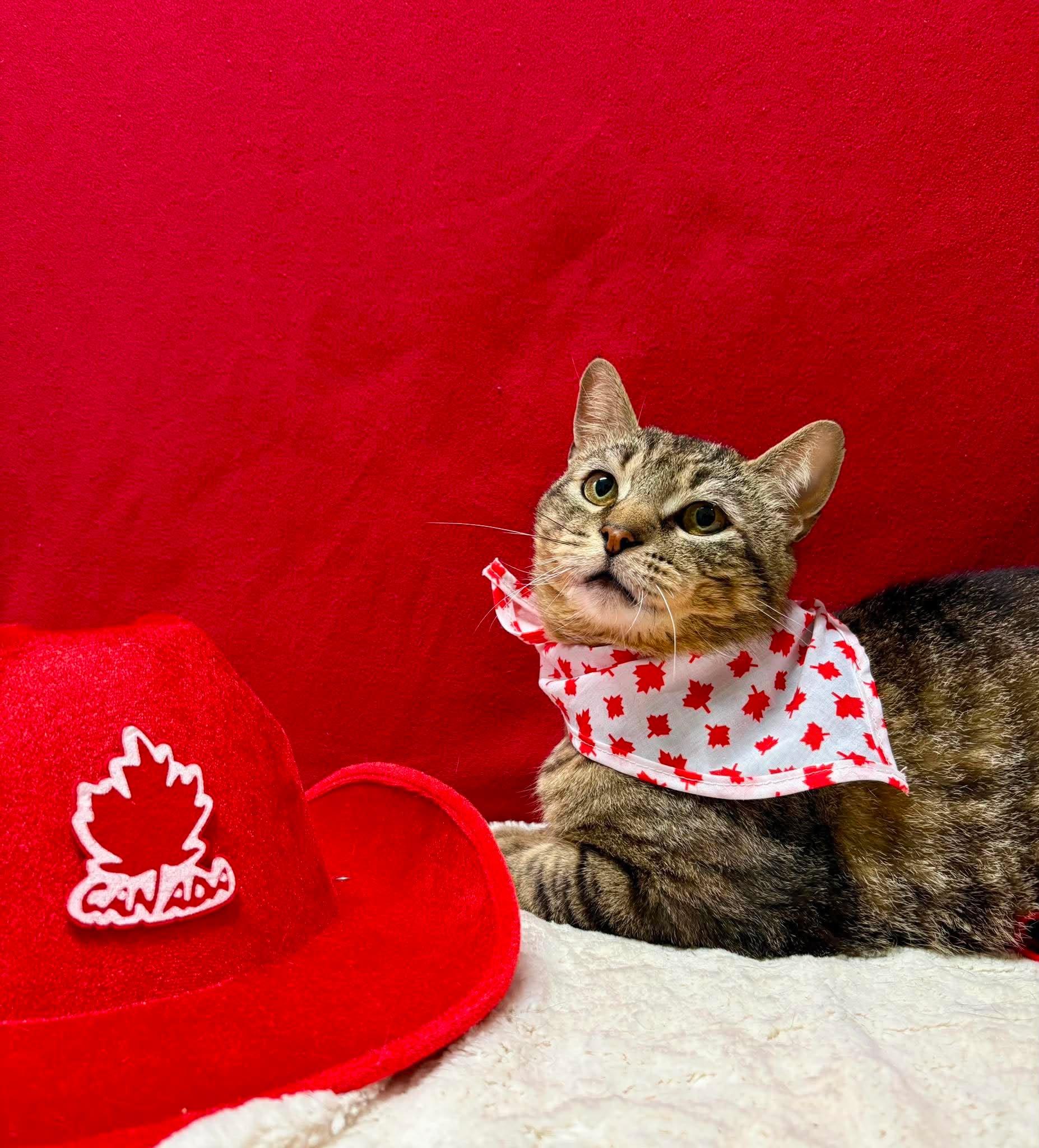 Enlarge ROGER, a Adoptable Domestic Short Hair in Tillsonburg, ON image 2/5
