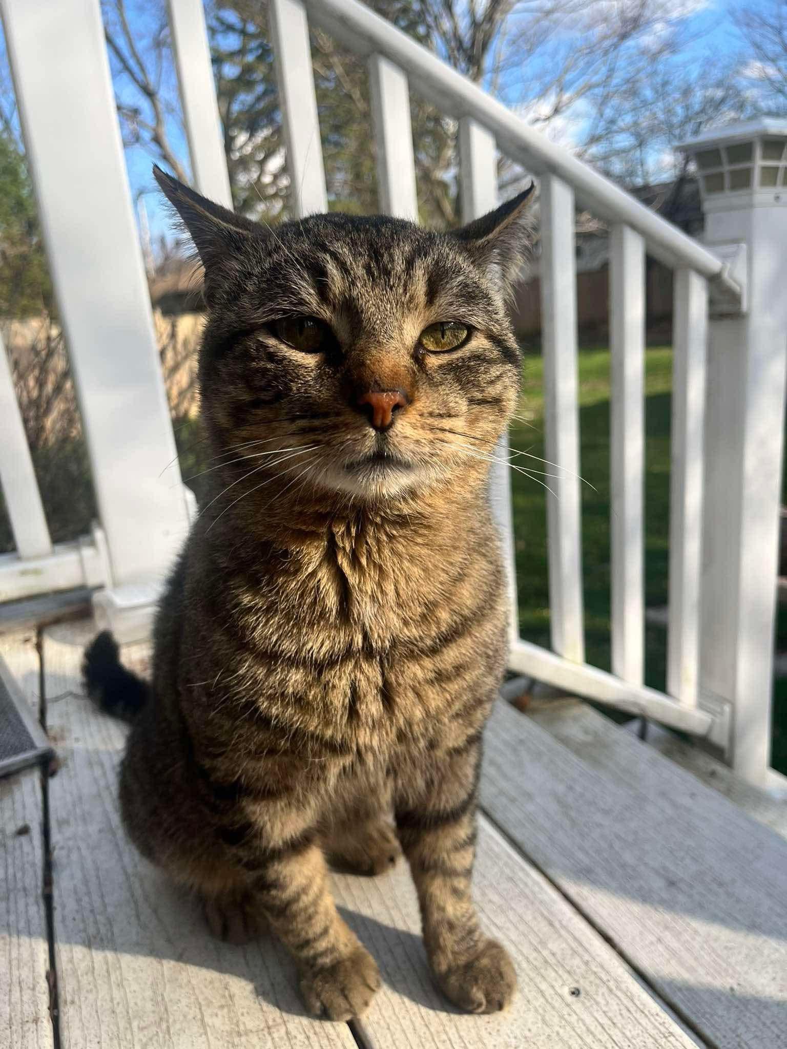 ROGER, a Adoptable Domestic Short Hair in Tillsonburg, ON image 5/5