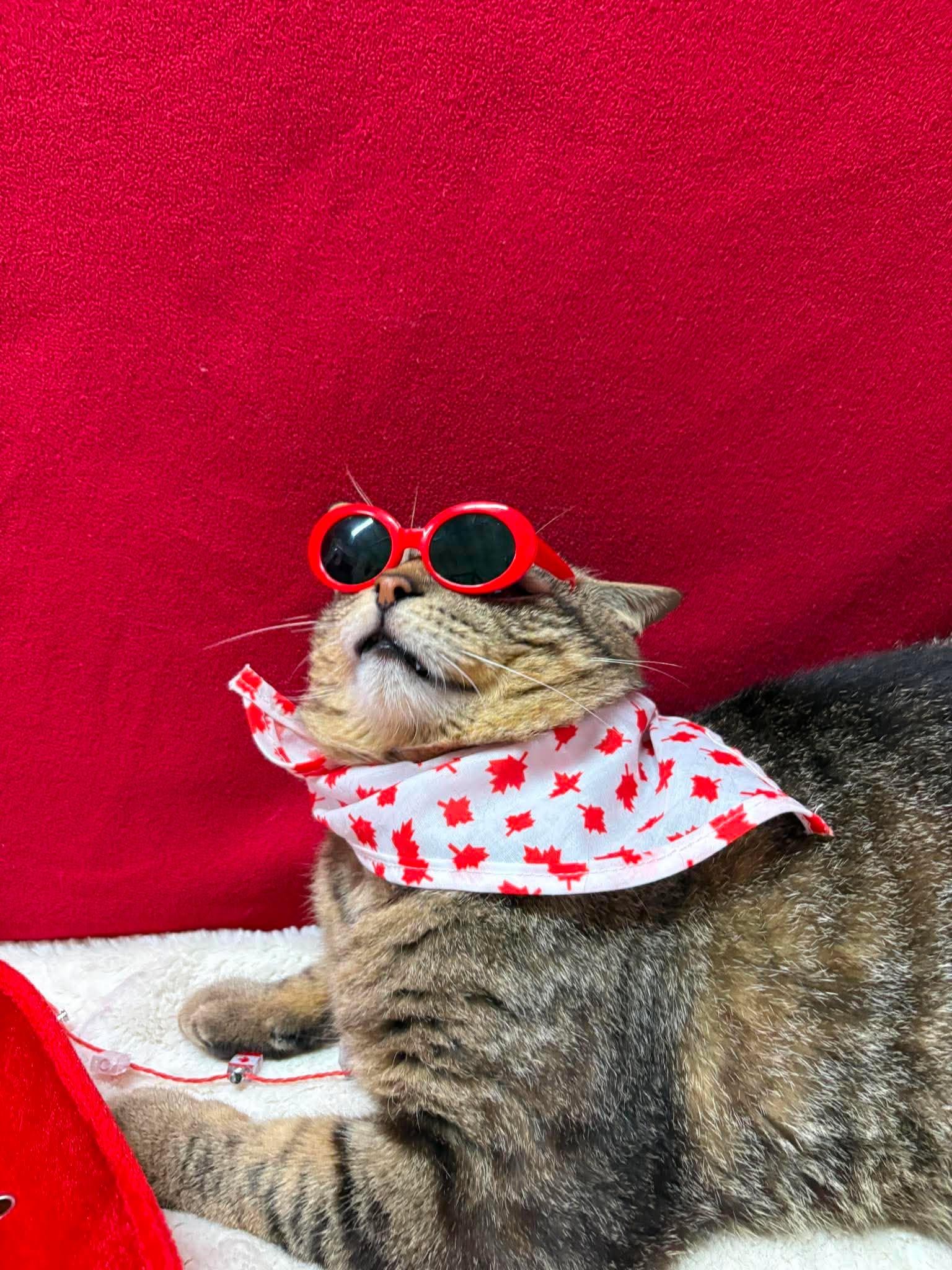 Enlarge ROGER, a Adoptable Domestic Short Hair in Tillsonburg, ON image 1/5