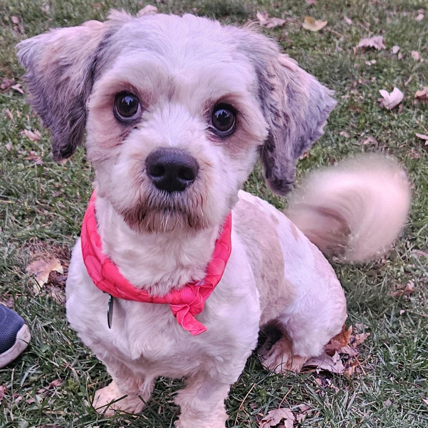 Archer, adopted, Adult Male Shih Tzu & Terrier.