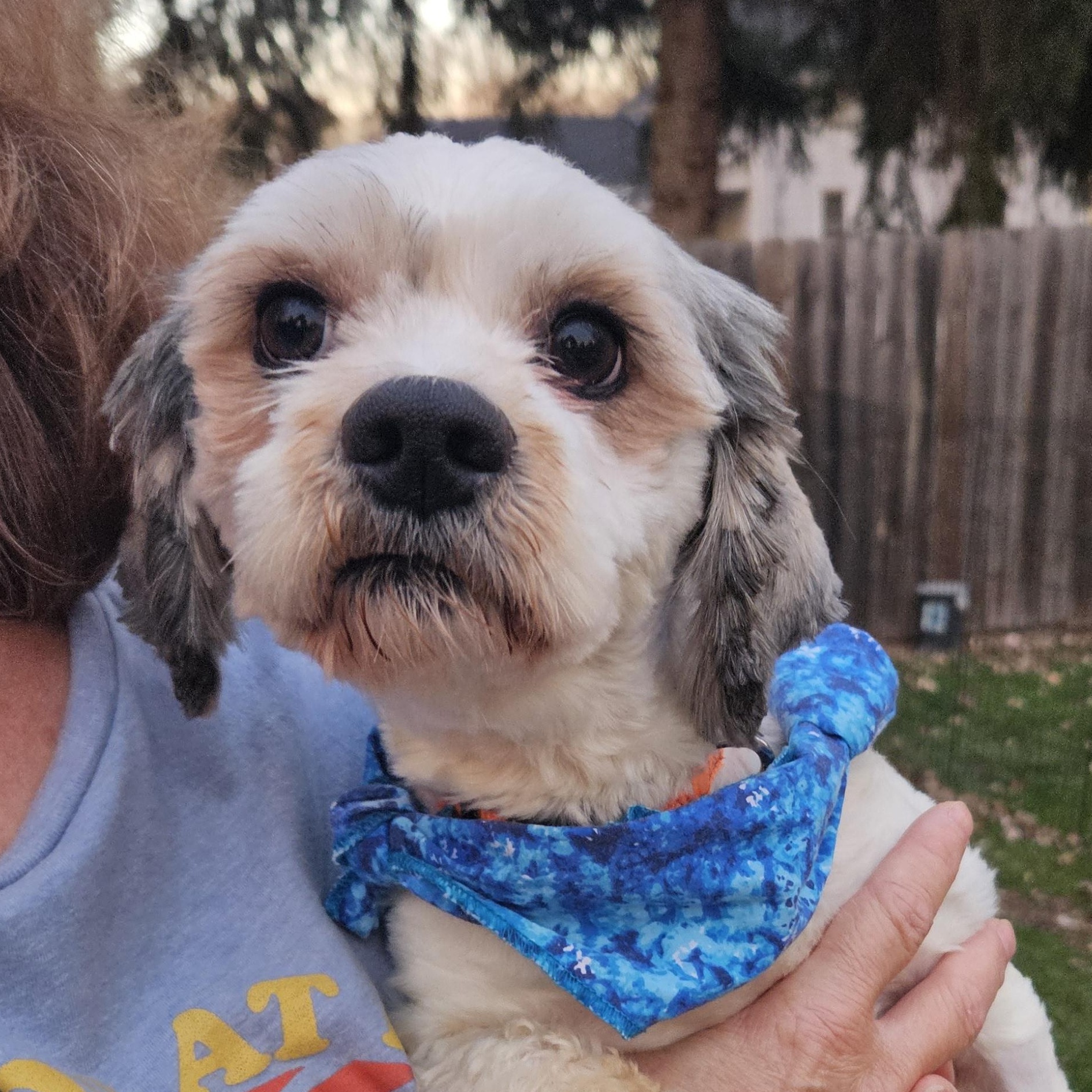 Enlarge Archer, an adopted mixed breed in Livonia, MI image 2/4