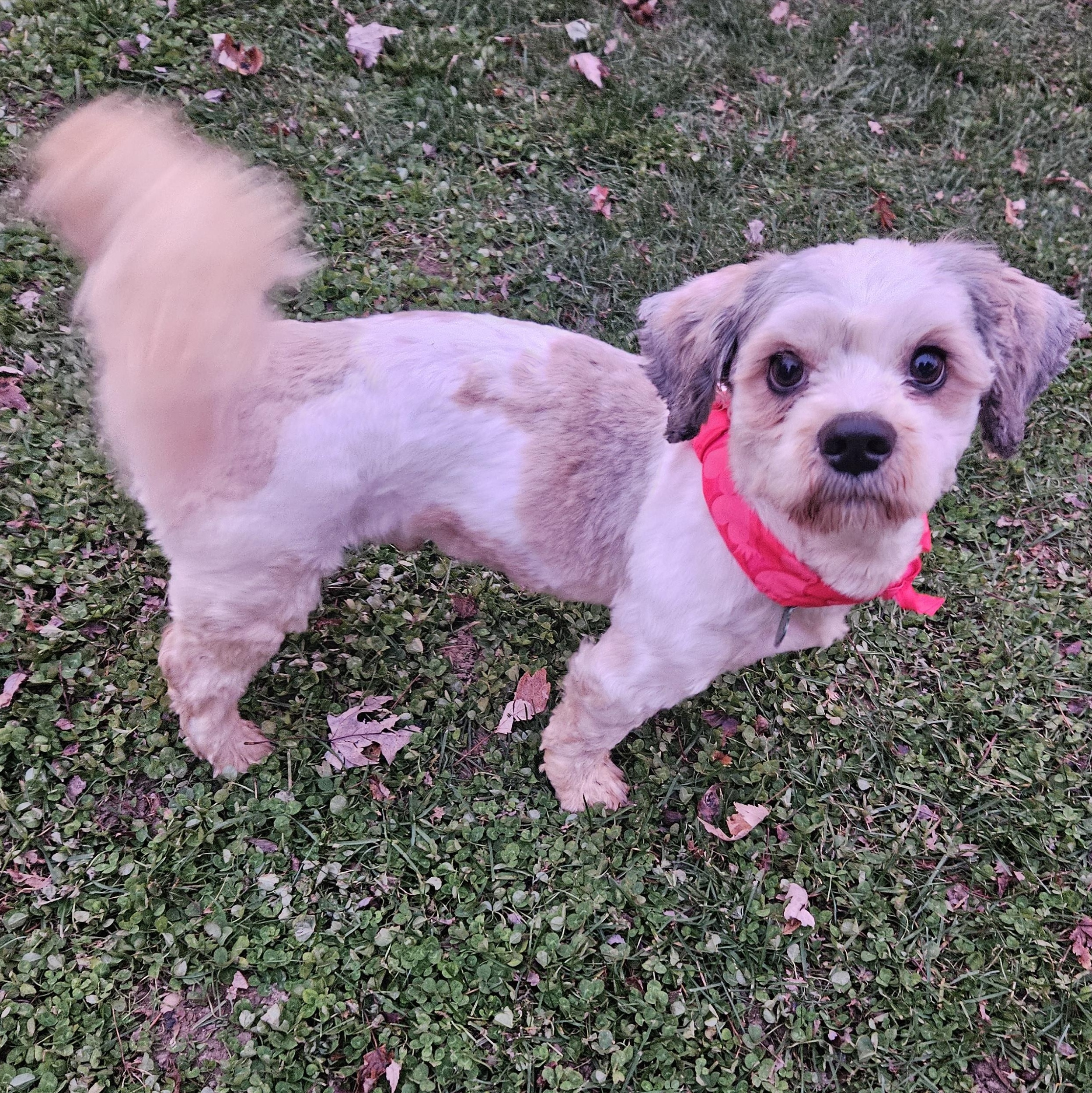 Enlarge Archer, an adopted mixed breed in Livonia, MI image 3/4