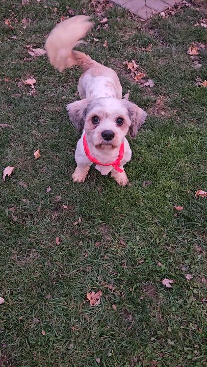 Enlarge Archer, an adopted mixed breed in Livonia, MI video 4/4