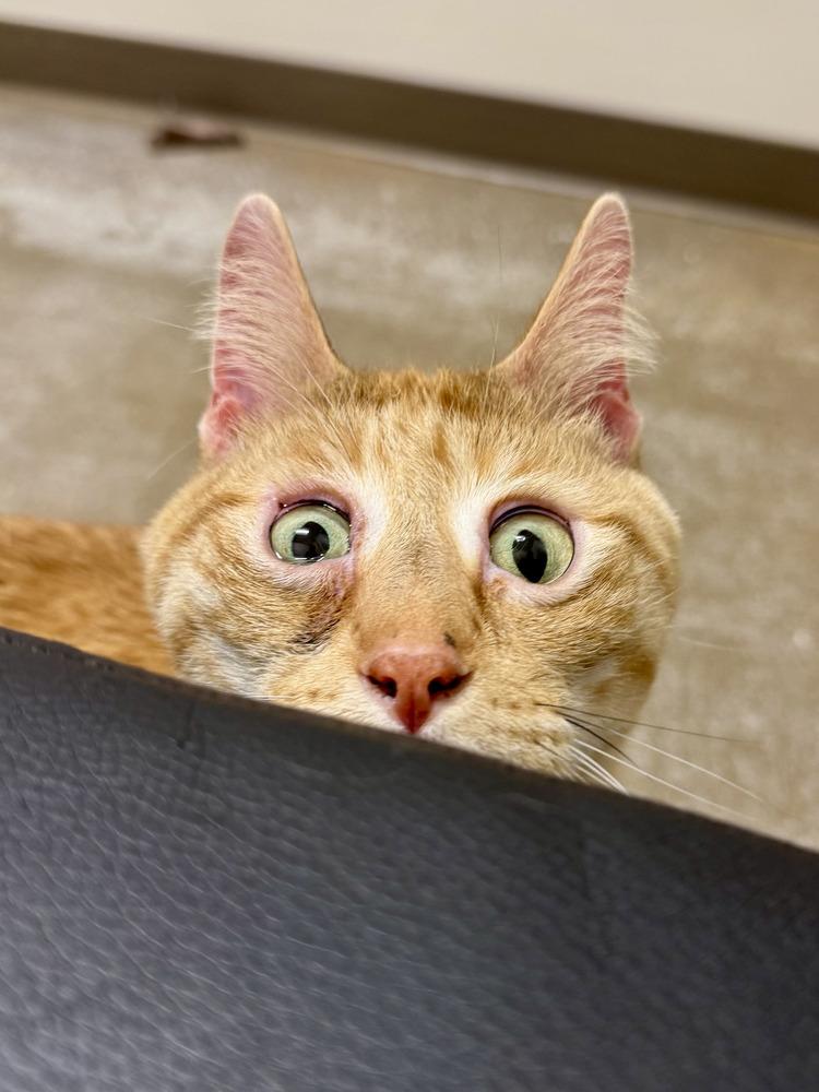 Darwin, Adoptable, Adult Male Domestic Short Hair.