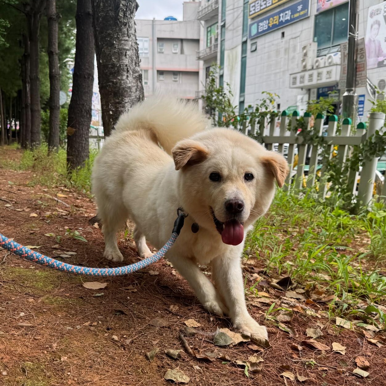Robin, Adoptable, Adult Male Chow Chow & Jindo.