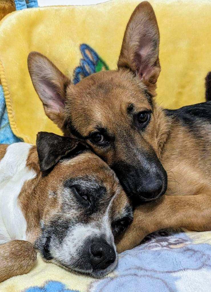 Enlarge Mickey, a Adoptable German Shepherd Dog in Los Angeles, CA image 2/3