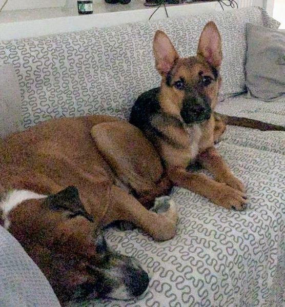 Enlarge Mickey, a Adoptable German Shepherd Dog in Los Angeles, CA image 3/3