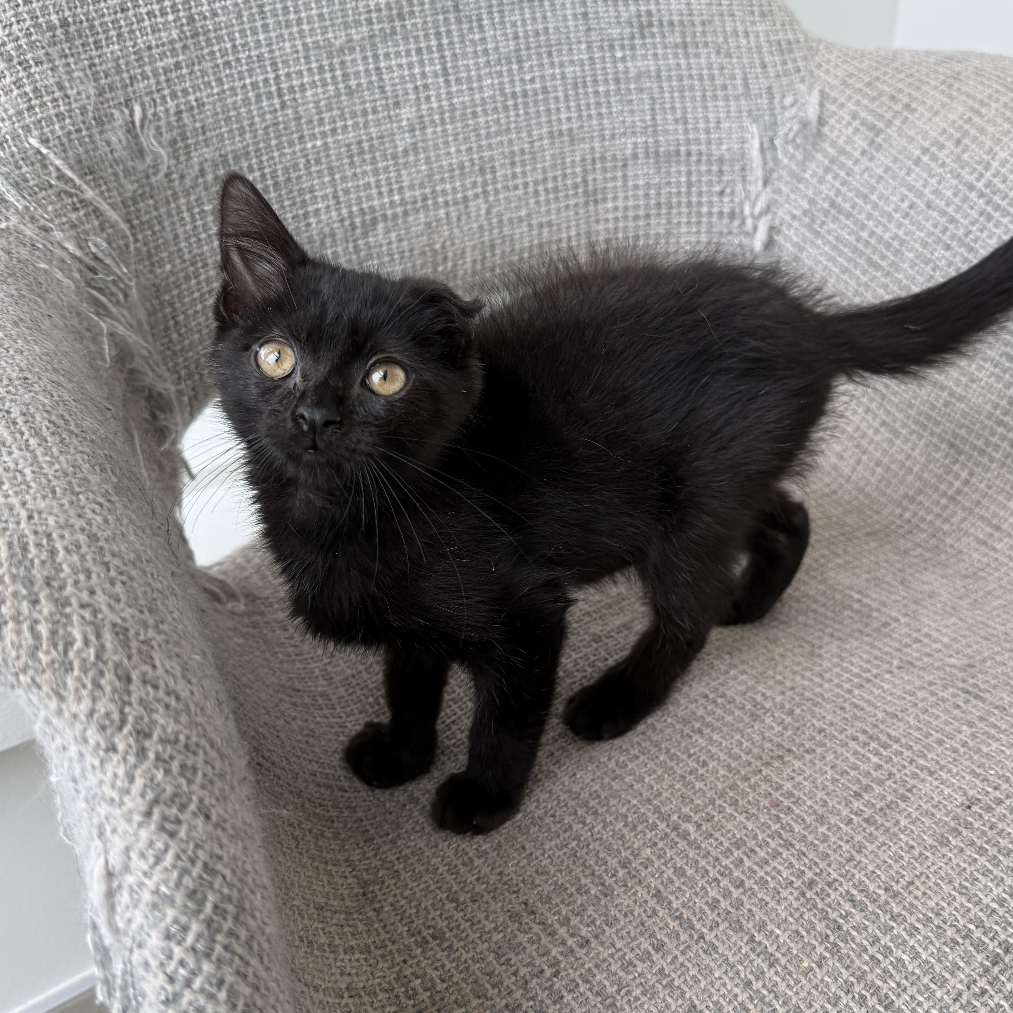 Enlarge Hope, a Adoptable Domestic Short Hair in Evanston, IL image 2/2