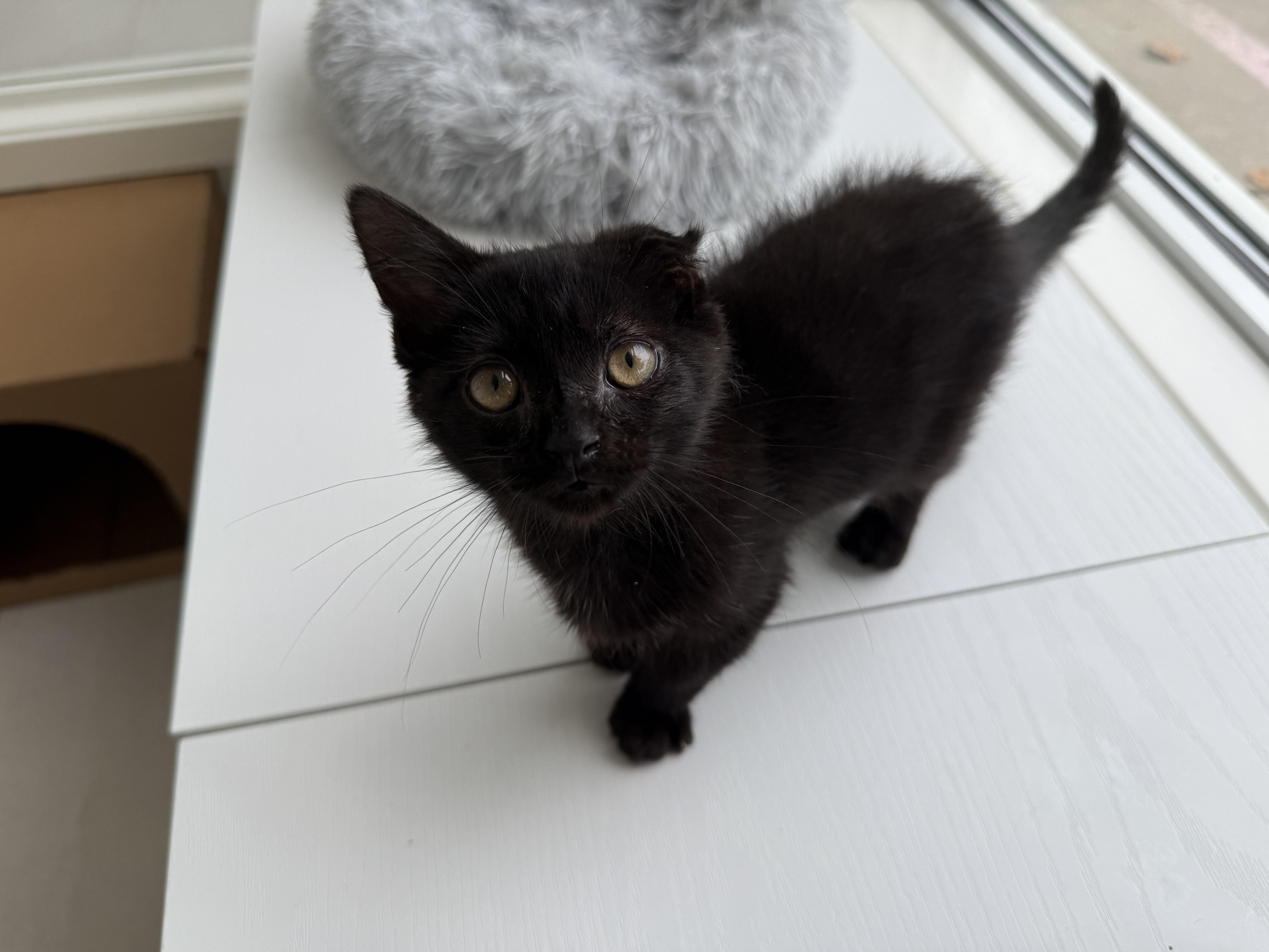Enlarge Hope, a Adoptable Domestic Short Hair in Evanston, IL image 1/2