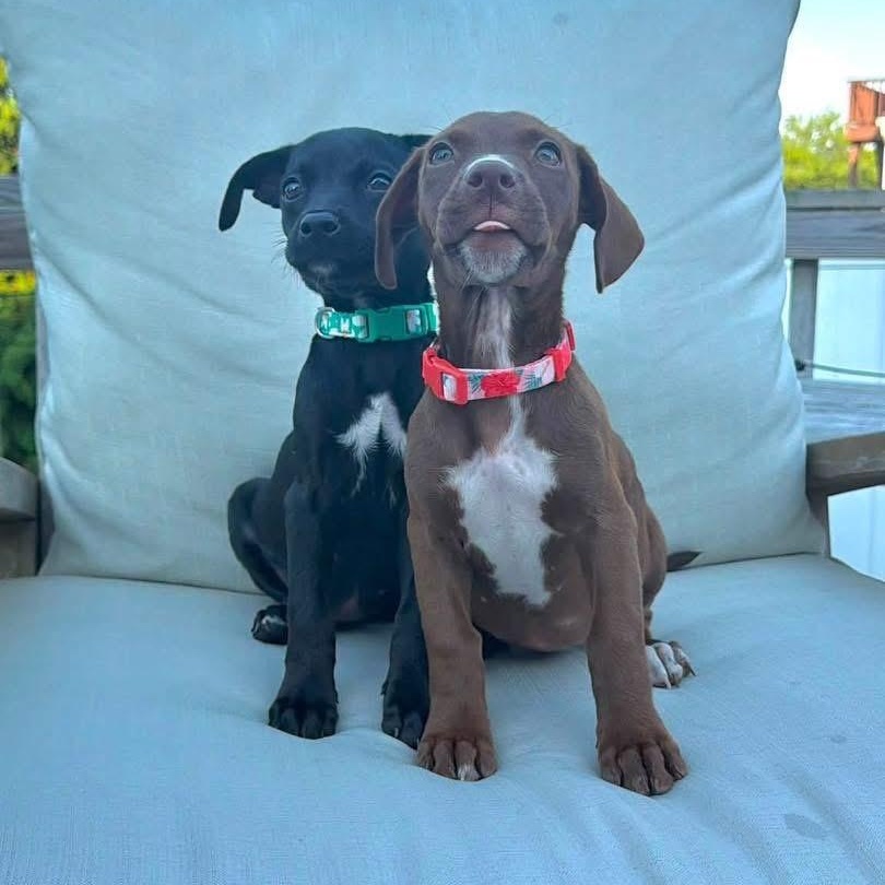 Enlarge Annie, an adopted Mixed Breed in Yaphank, NY image 3/6